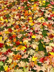 A colorful rake leaning against a wooden fence with autumn leaves scattered around.