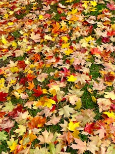 A colorful rake leaning against a wooden fence with autumn leaves scattered around.
