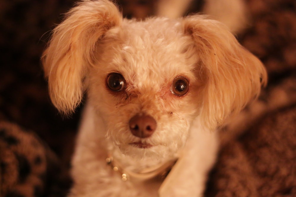 a small white dog sitting on top of a brown blanket