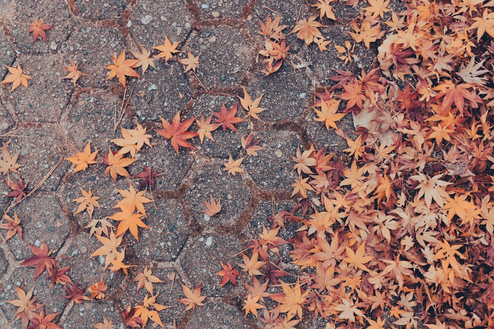 a bunch of leaves that are laying on the ground