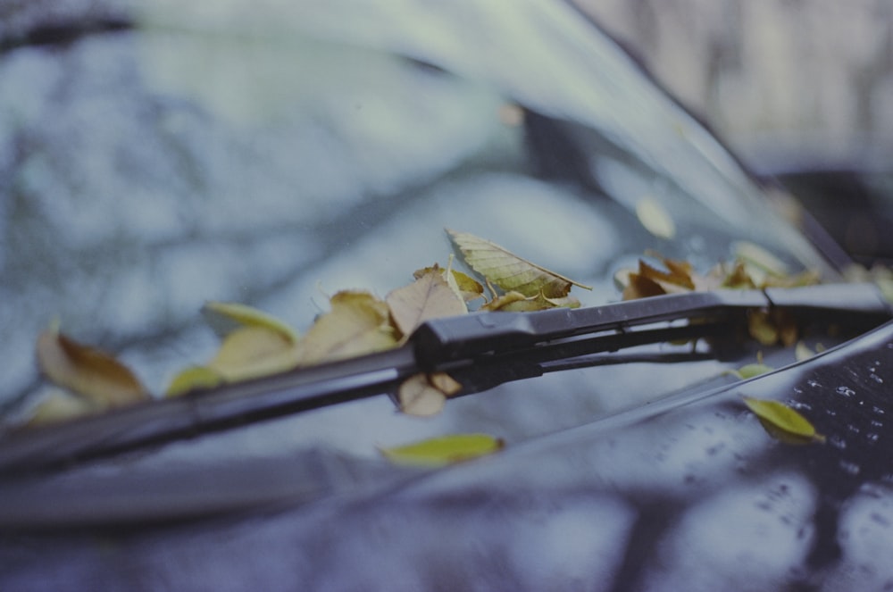 a pair of scissors cutting through leaves on the windshield of a car