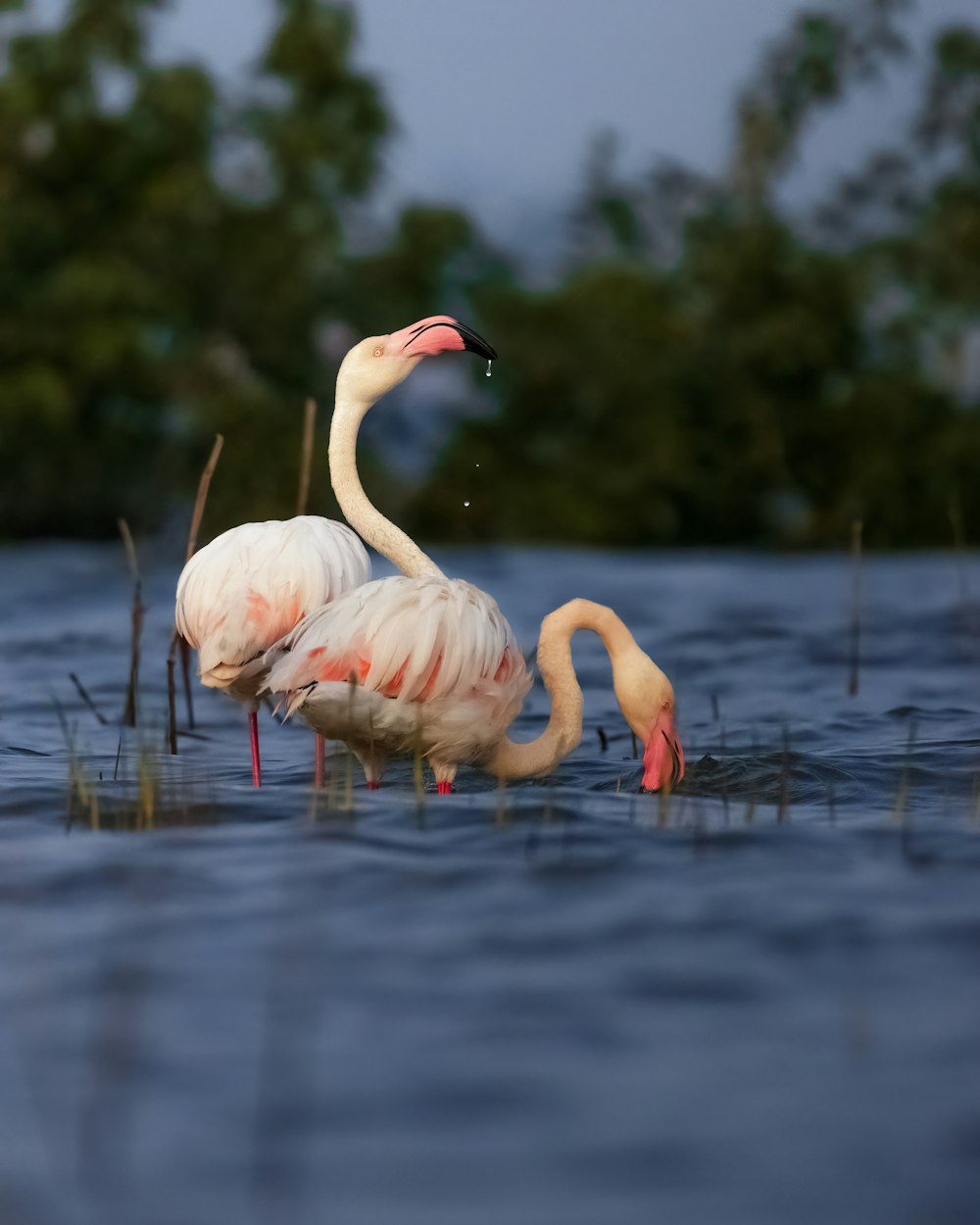 a couple of flamingos standing in a body of water