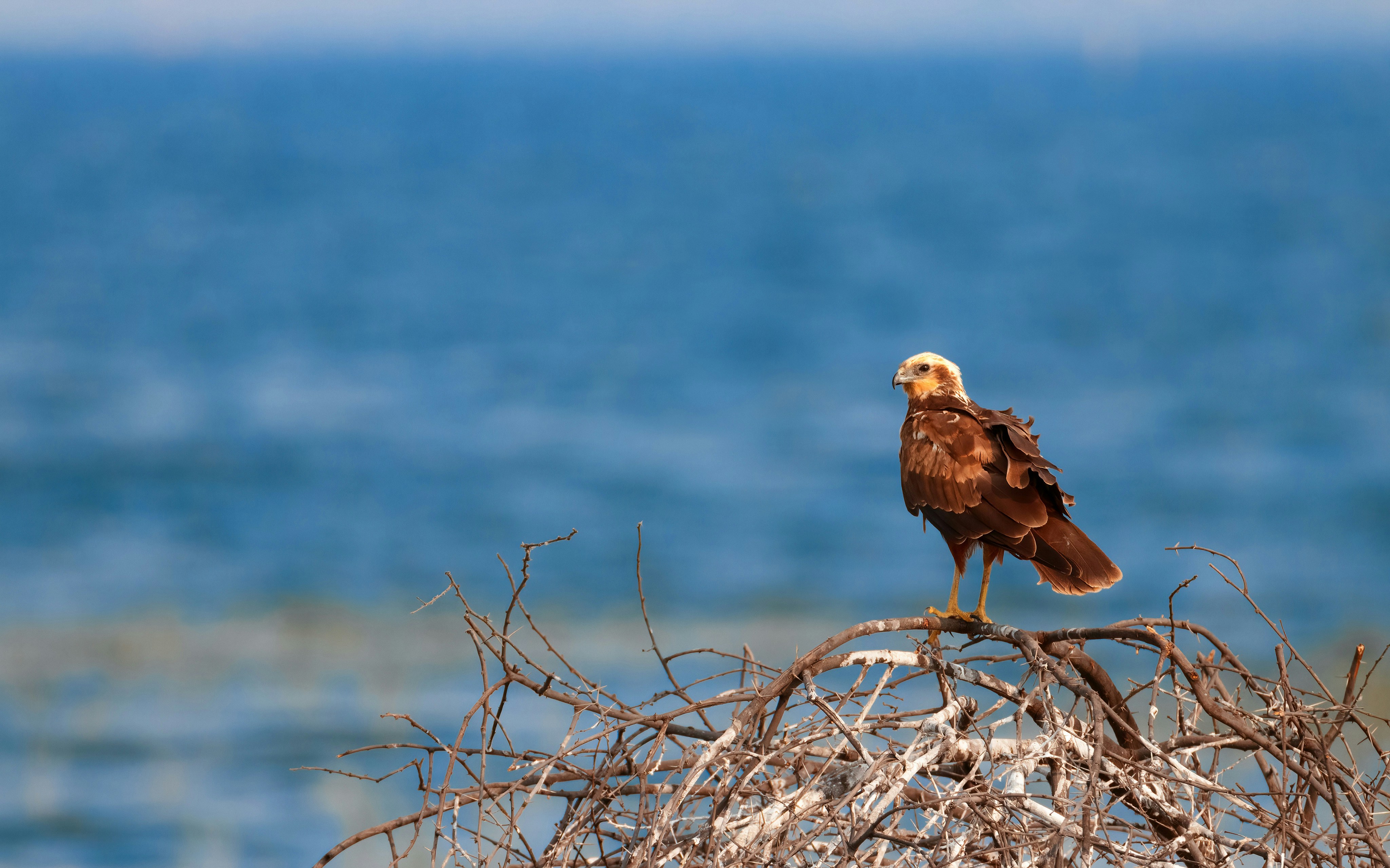 Photo by atulyamahajan