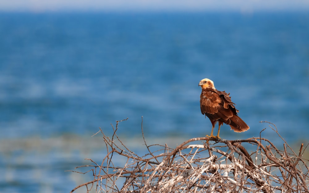 a bald eagle perched on top of a tree branch