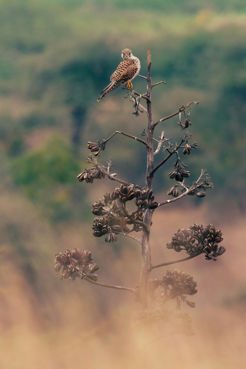 a bird perched on top of a tree branch