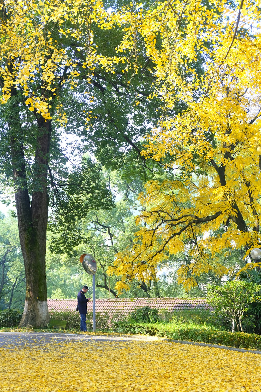 a person standing under a tree in a park