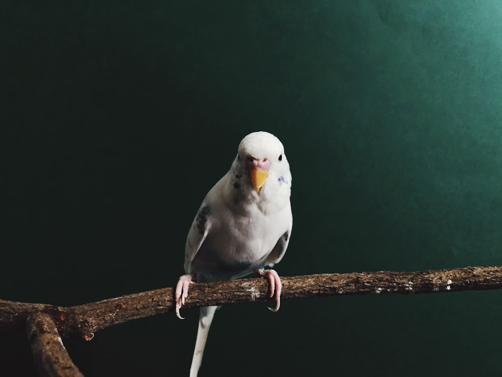 a white bird perched on a tree branch