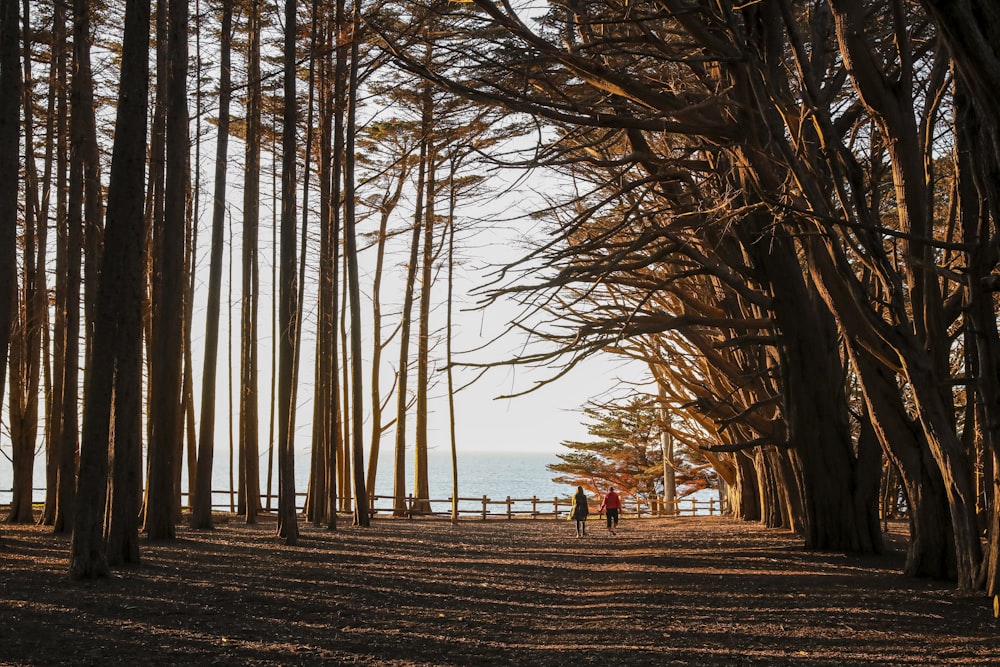 a tree in a forest