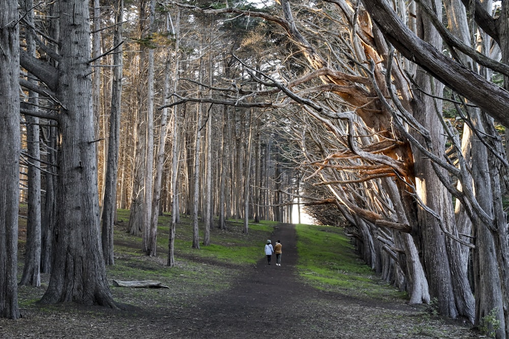 a tree in a park