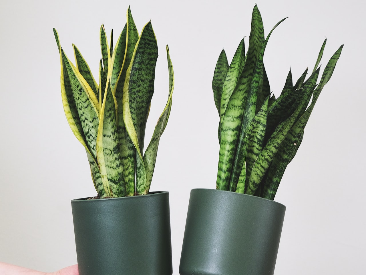 Cara Memangkas Tanaman Lidah Mertua (Sansevieria)