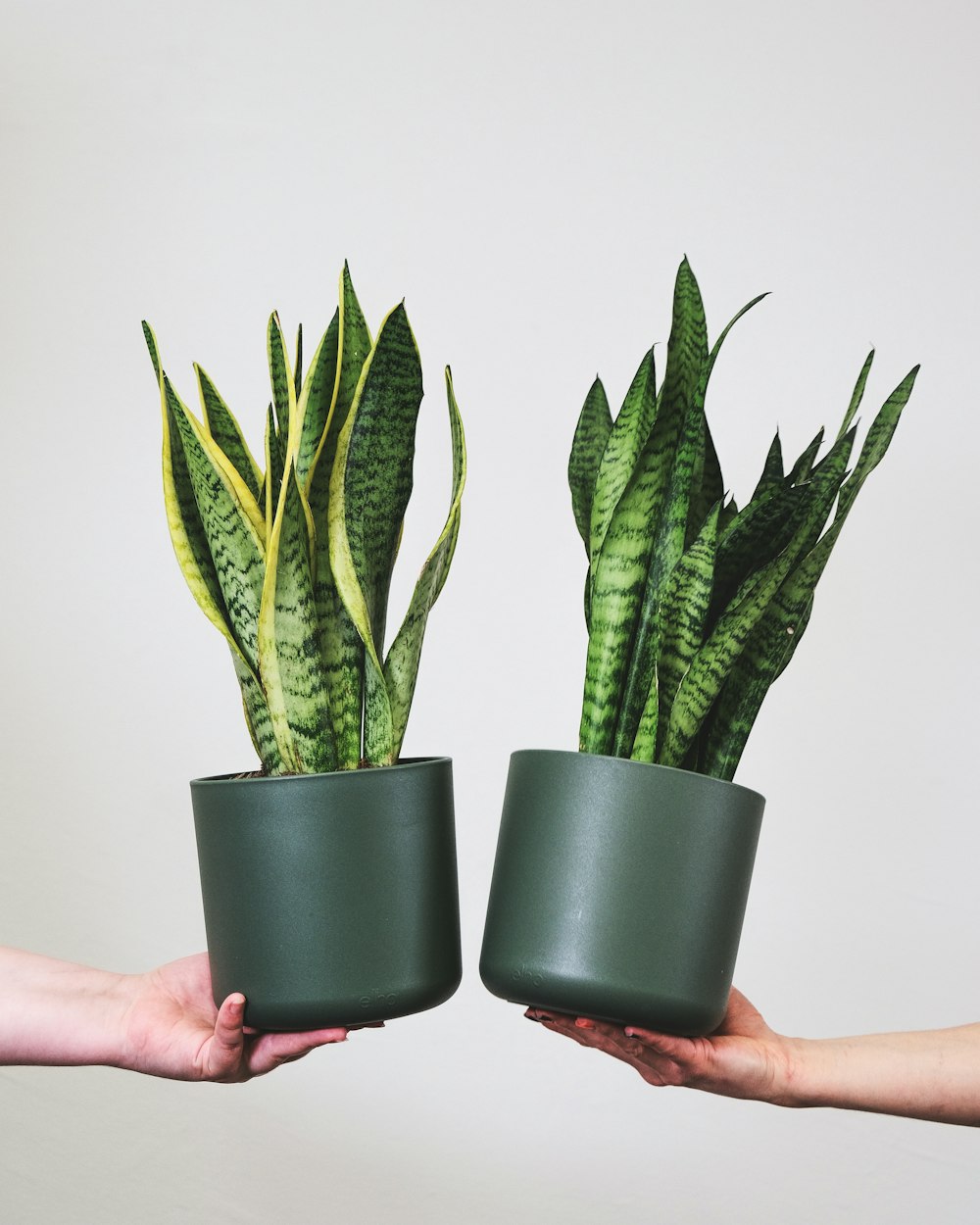 una mano sosteniendo una planta