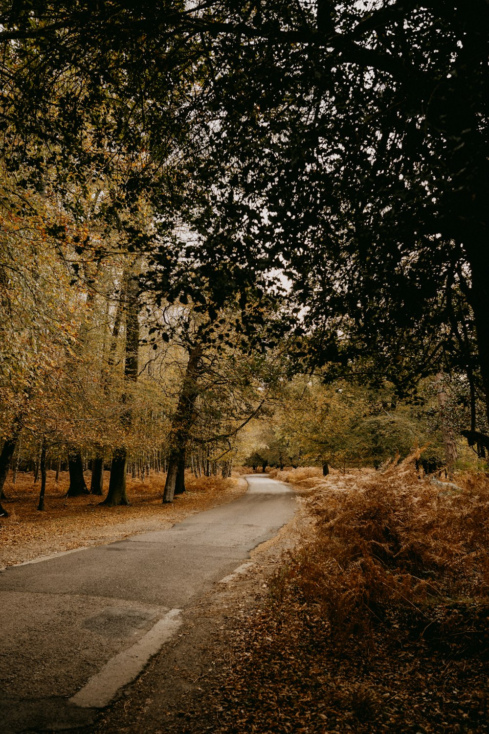 a road in the middle of a forest with lots of trees