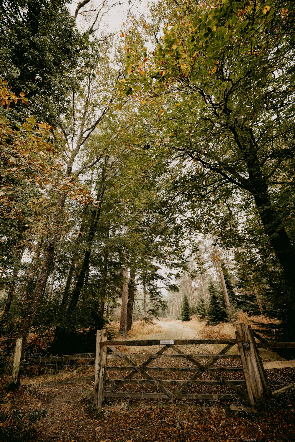 Un cancello nel mezzo di una foresta circondata da alberi
