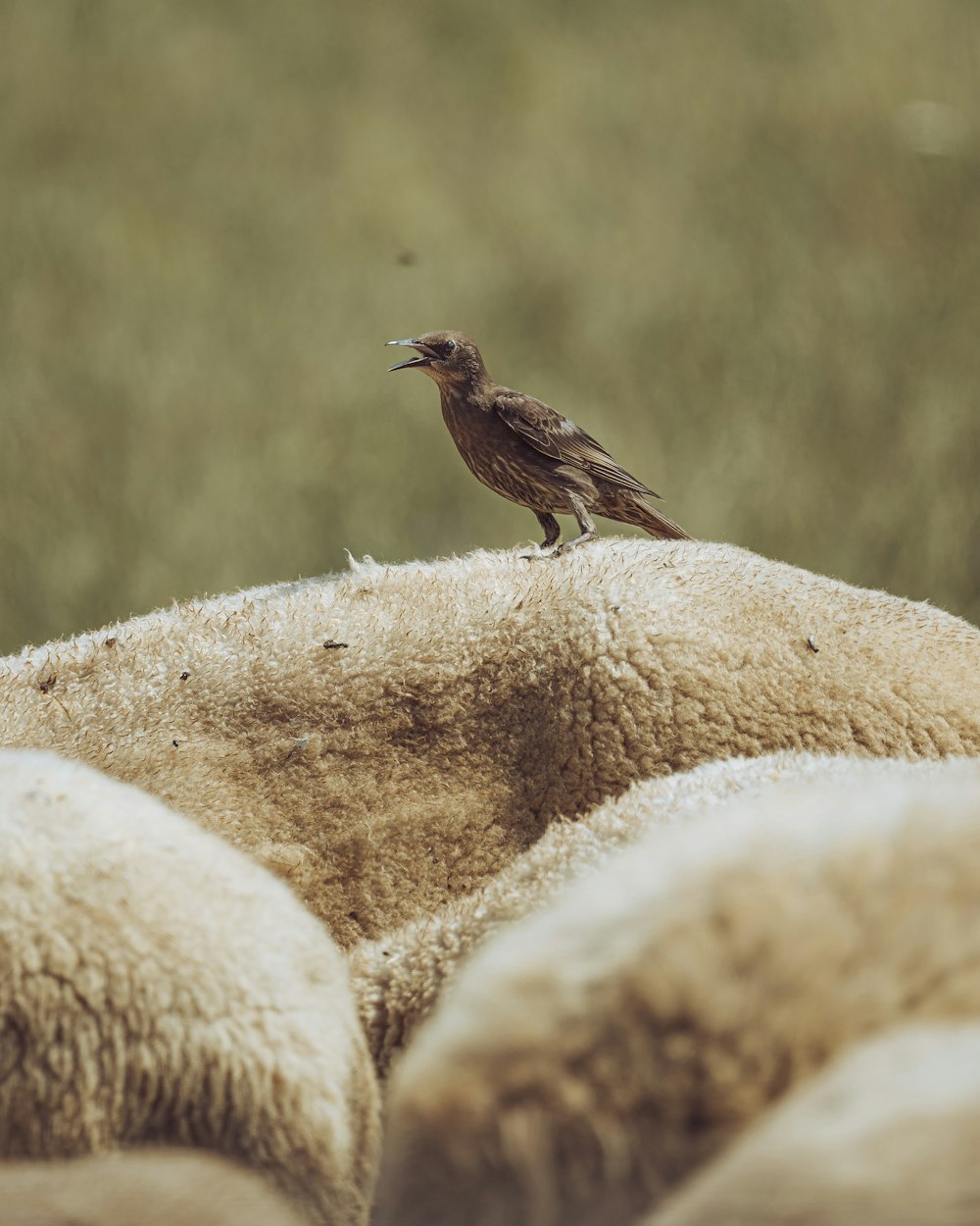 a bird sitting on the back of a sheep