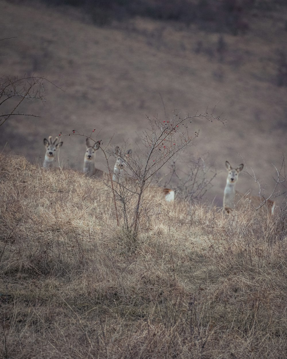 a herd of deer standing on top of a dry grass field