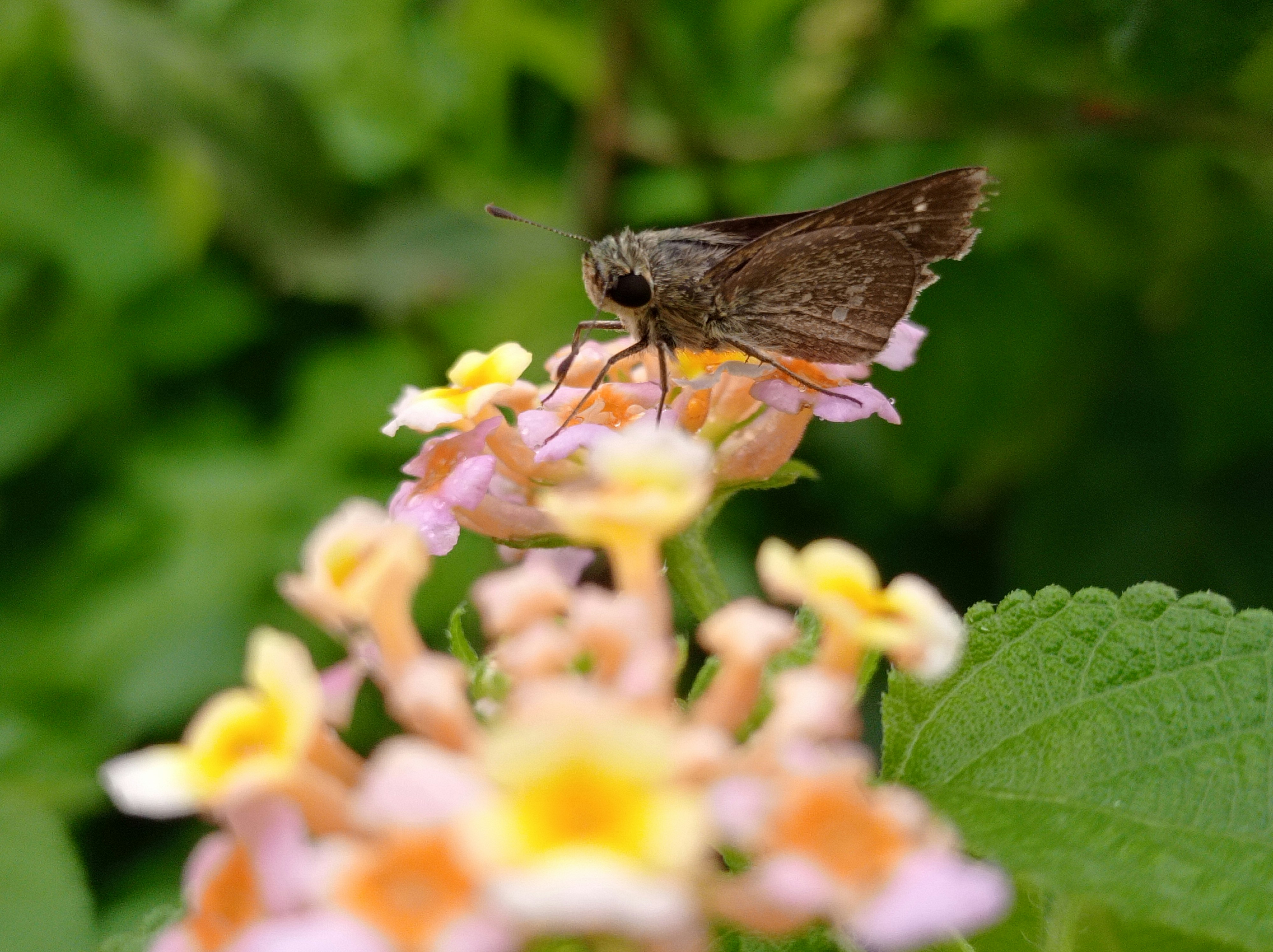 Ein kleiner brauner Schmetterling sitzt auf einer rosa Blume