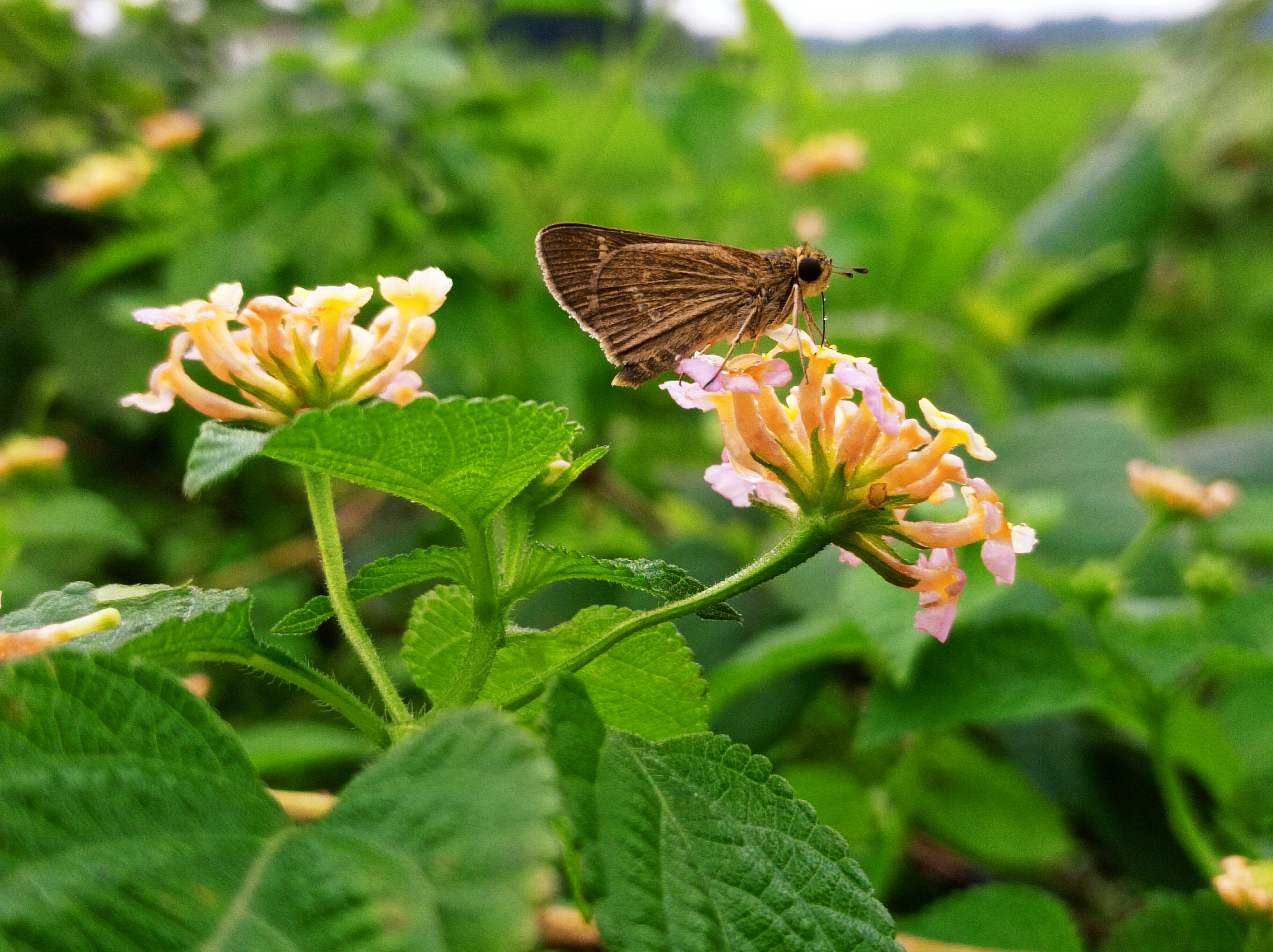 Ein brauner Schmetterling, der auf einer rosa Blume sitzt