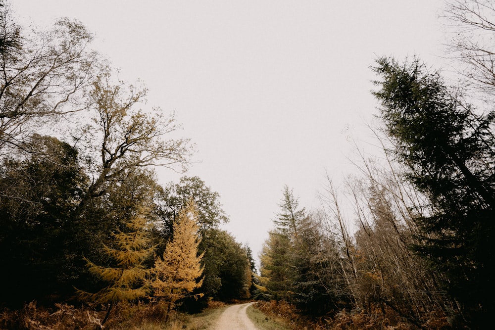 a dirt road in the middle of a forest