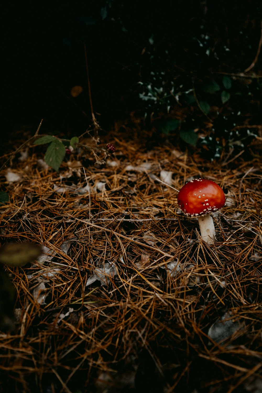 솔잎 더미 위에 앉아있는 빨간 버섯