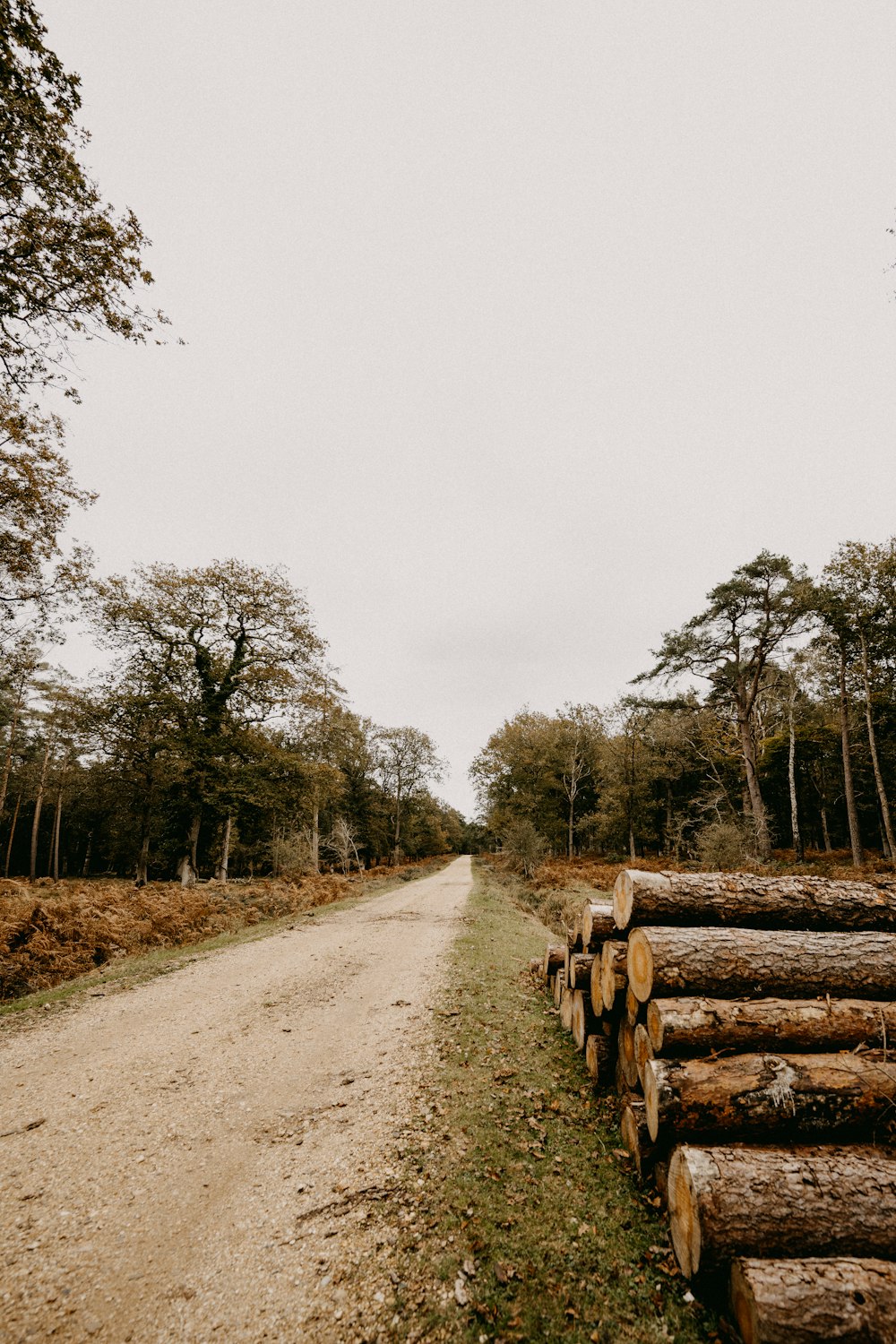 a dirt road lined with logs and trees