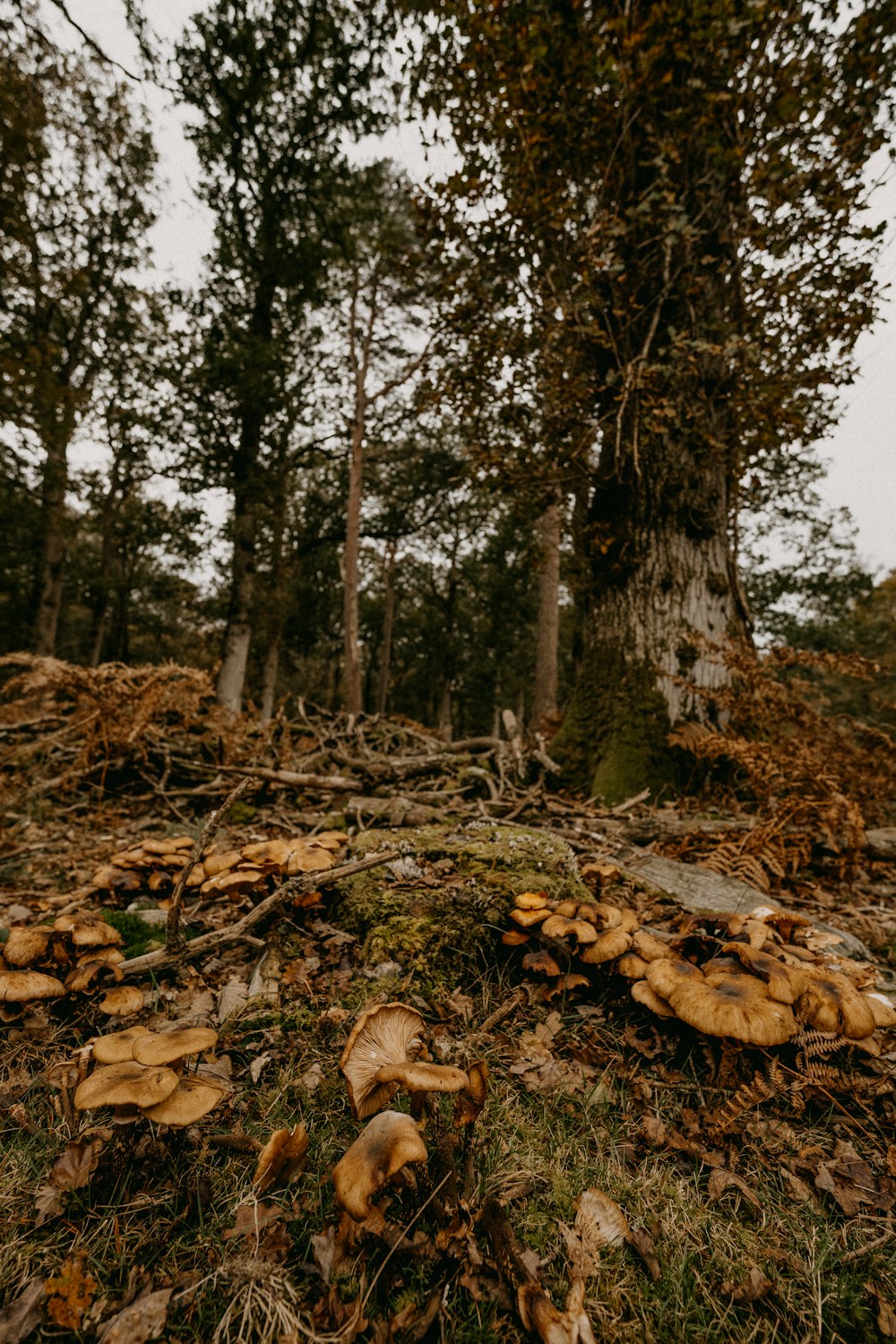 uma pilha de cogumelos sentados em cima de um chão de floresta