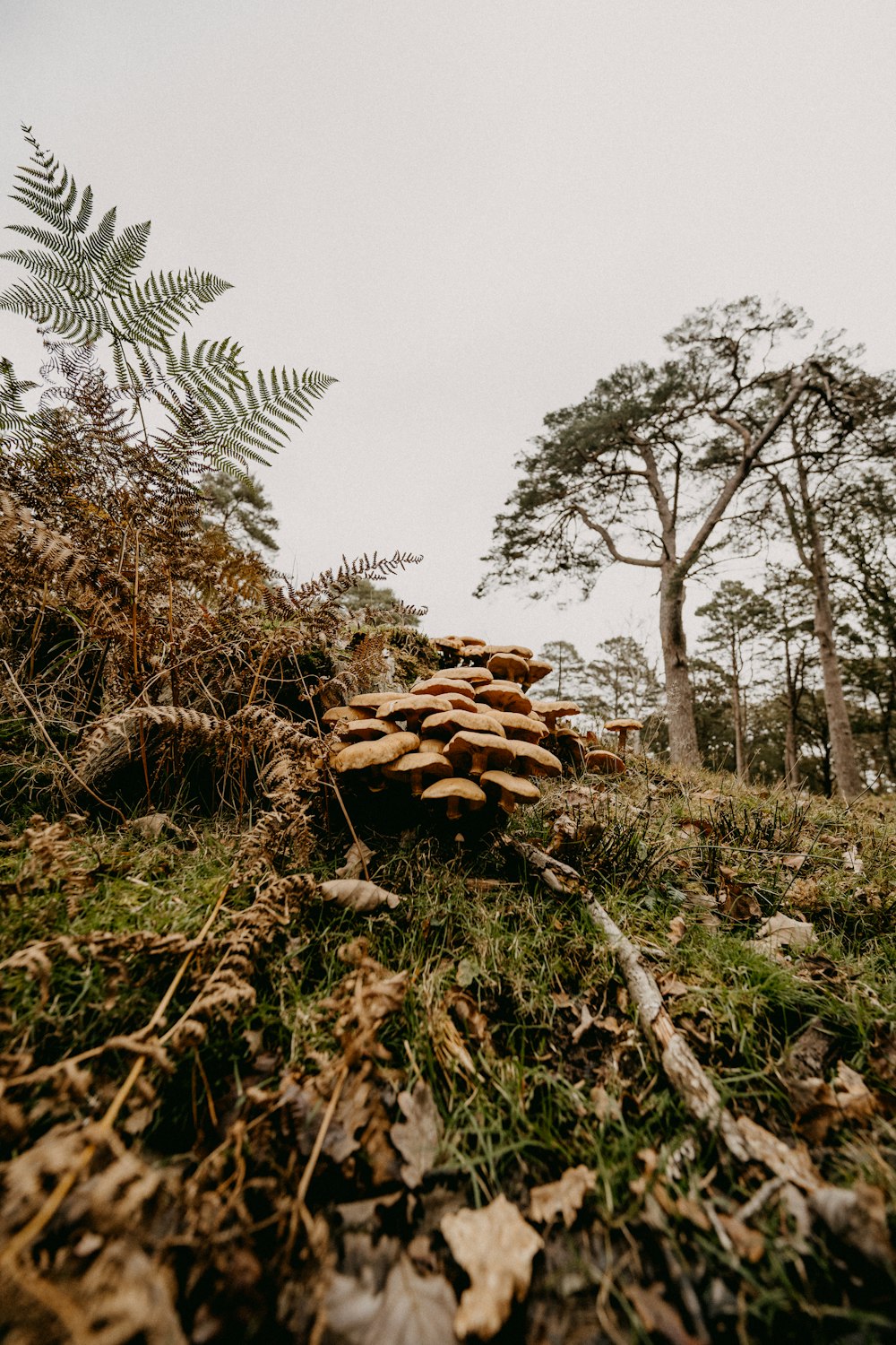 a pile of mushrooms sitting on top of a lush green hillside