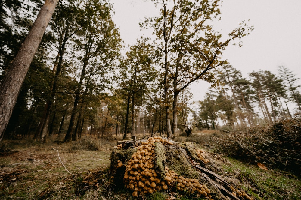 a pile of mushrooms sitting in the middle of a forest