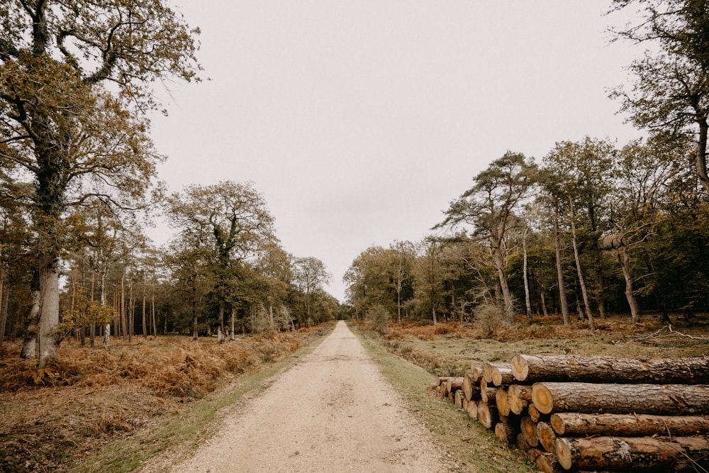uma estrada de terra cercada por árvores e troncos