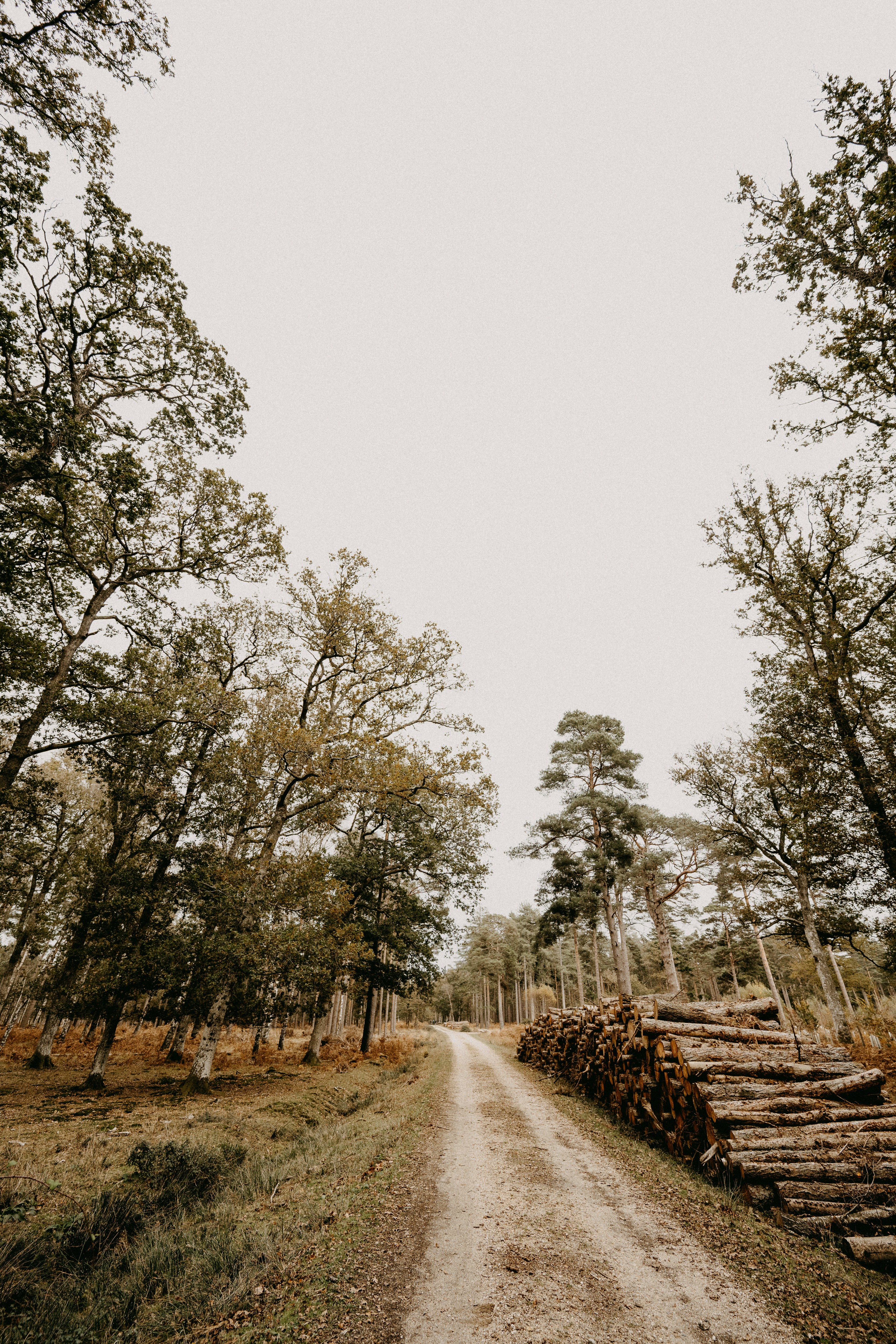 A dirt road surrounded by lots of trees photo – Free Tree Image on Unsplash