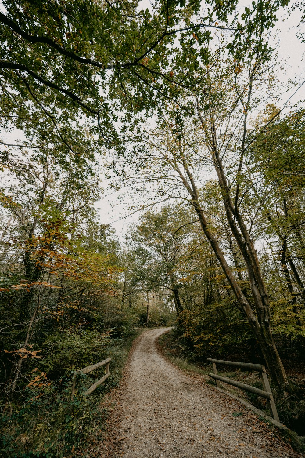 Ein Feldweg mitten im Wald