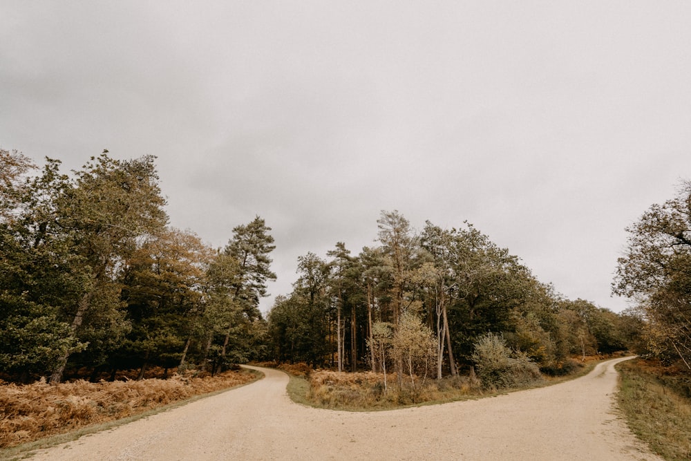 a dirt road in the middle of a forest