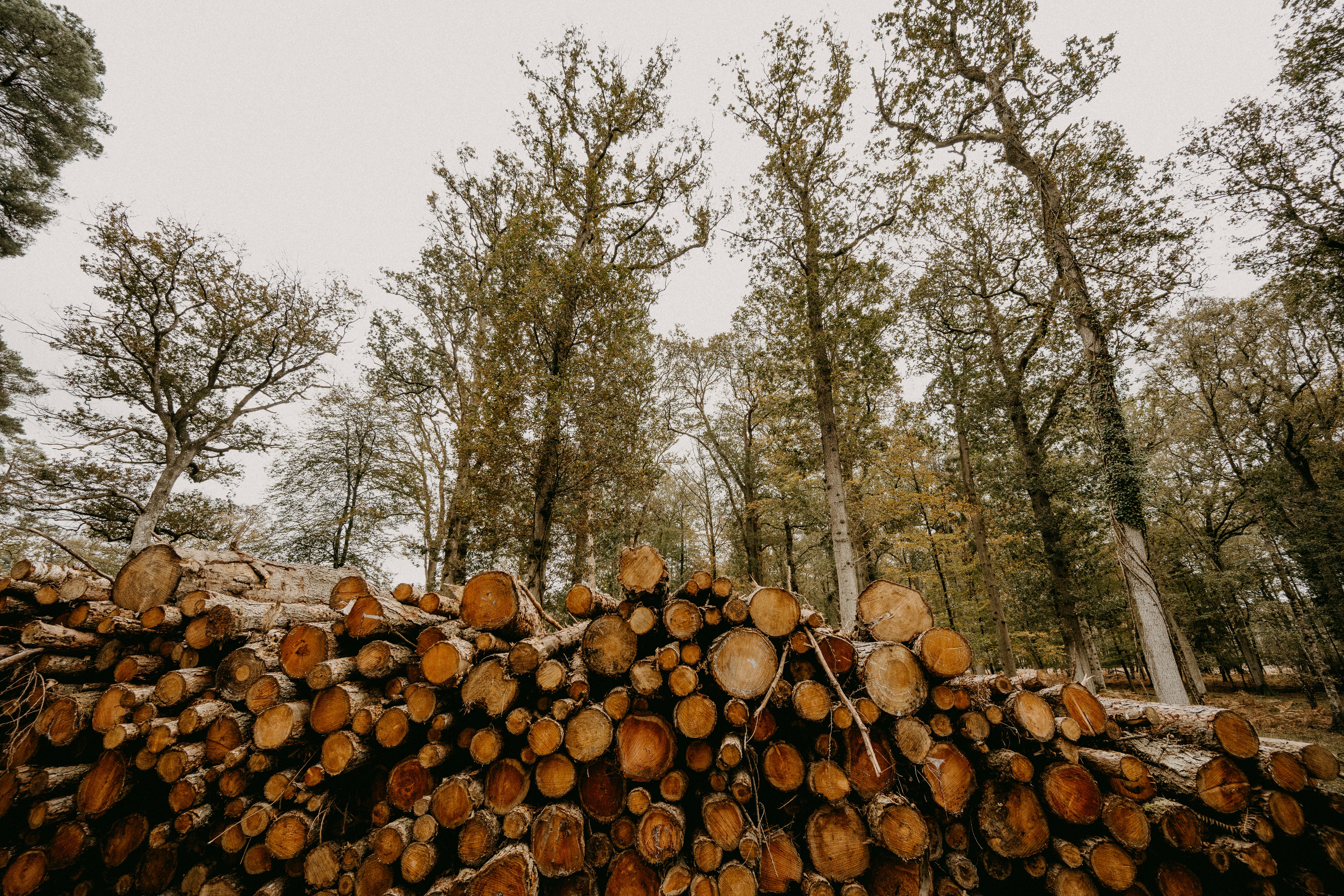 Photo by anniespratt