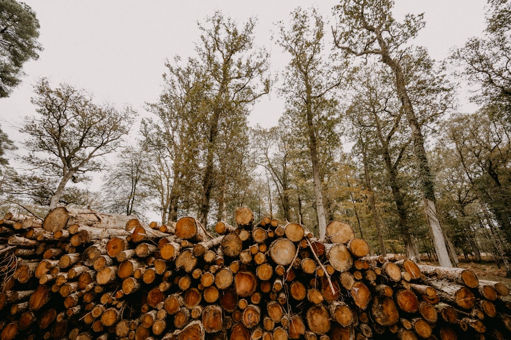 a pile of logs sitting in the middle of a forest