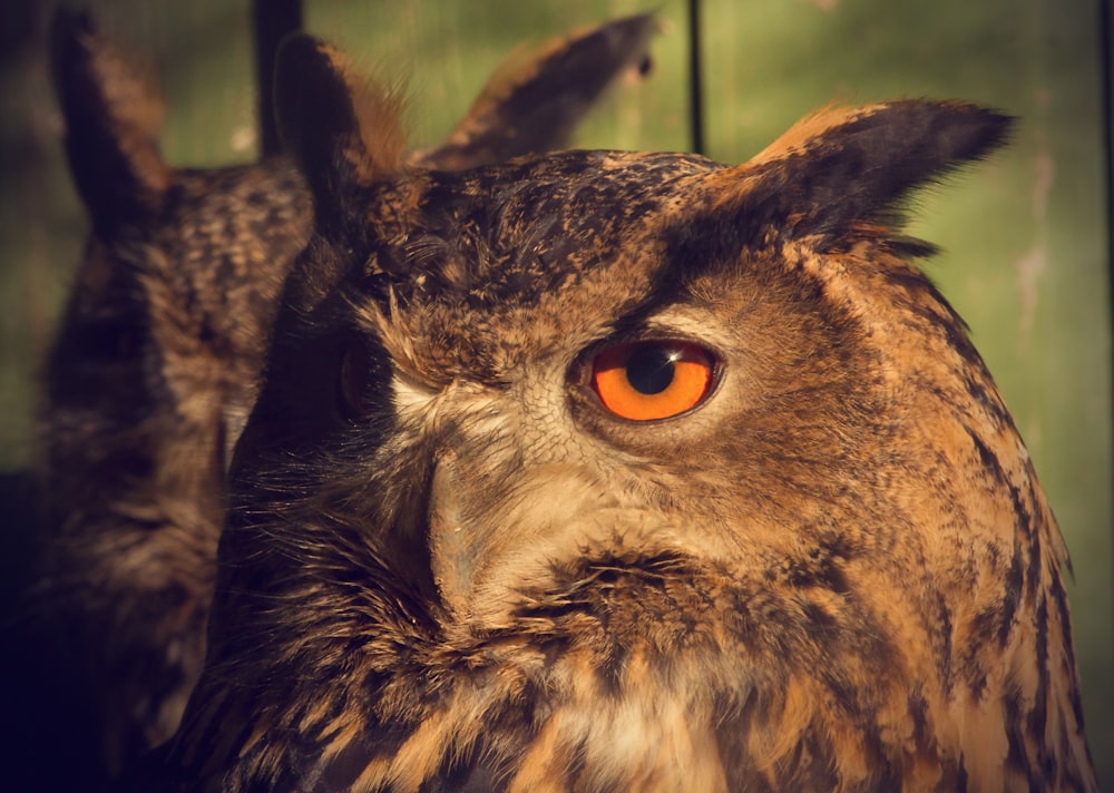 a close up of an owl with orange eyes