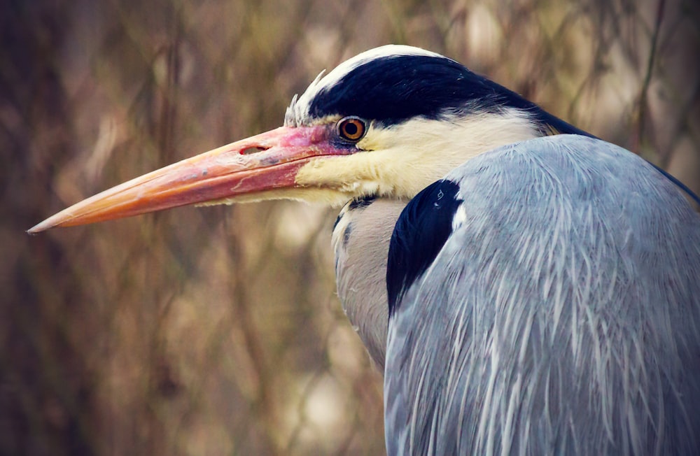 a close up of a bird with a long beak