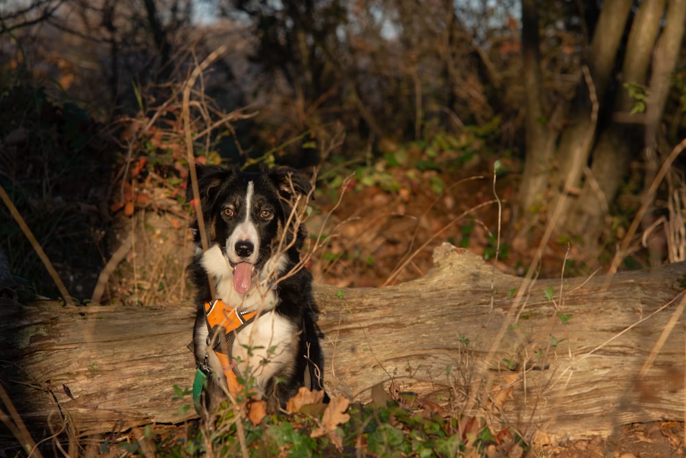 a black and white dog sitting on top of a fallen tree