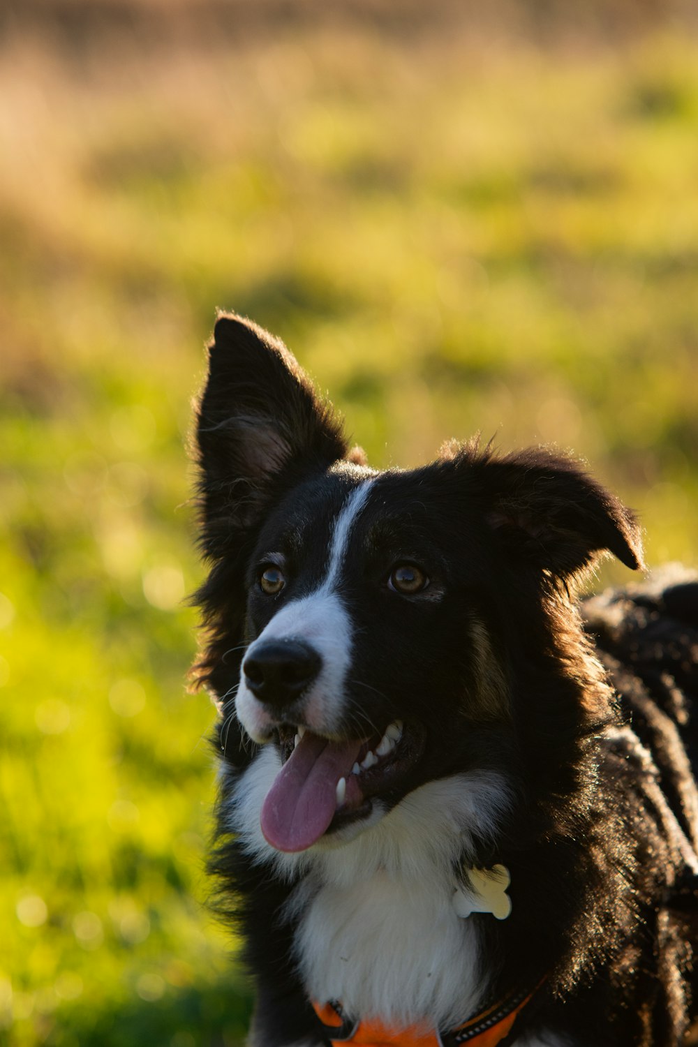 a black and white dog standing on top of a lush green field