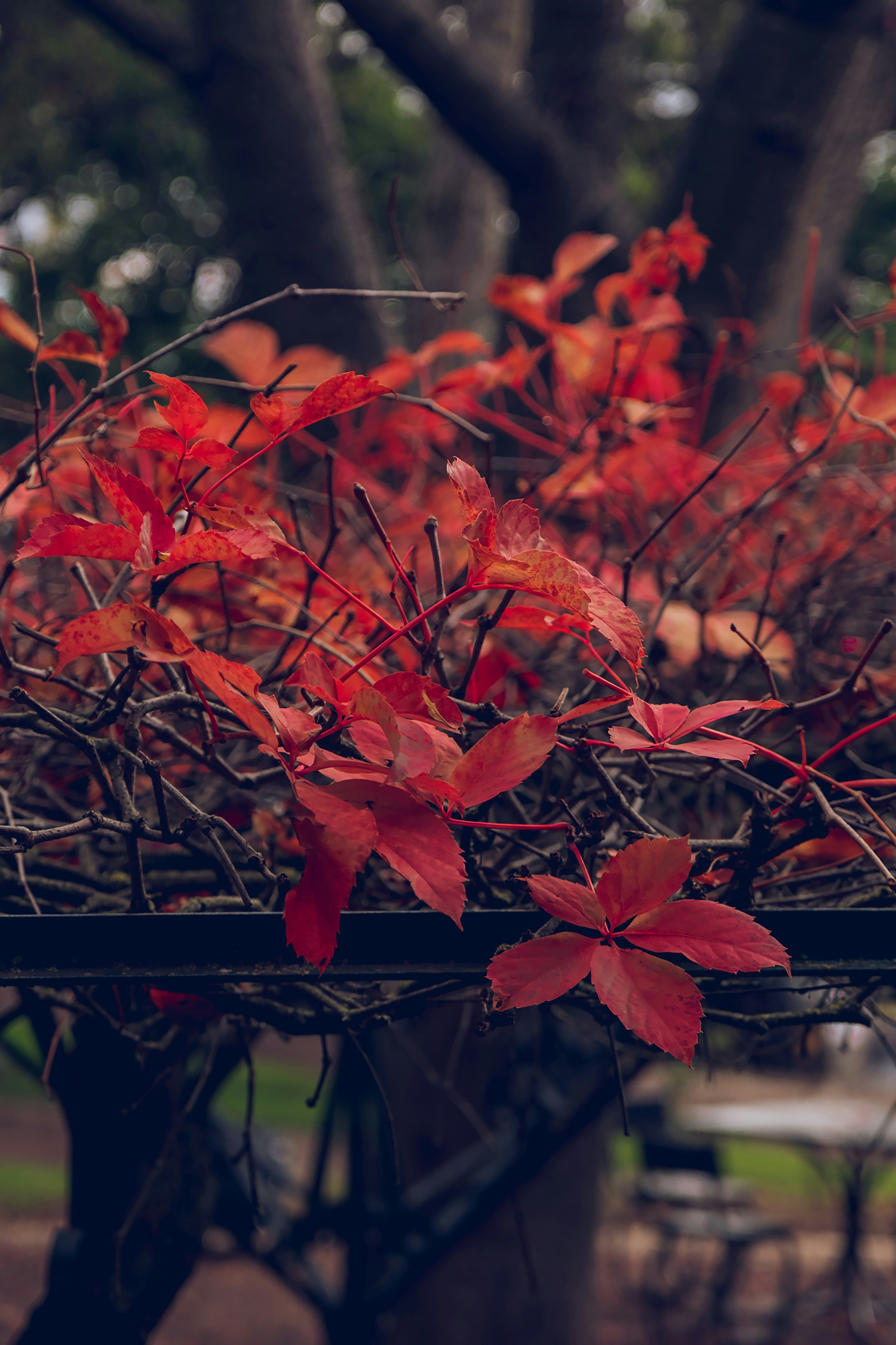 Photo by freguesiadeestrela