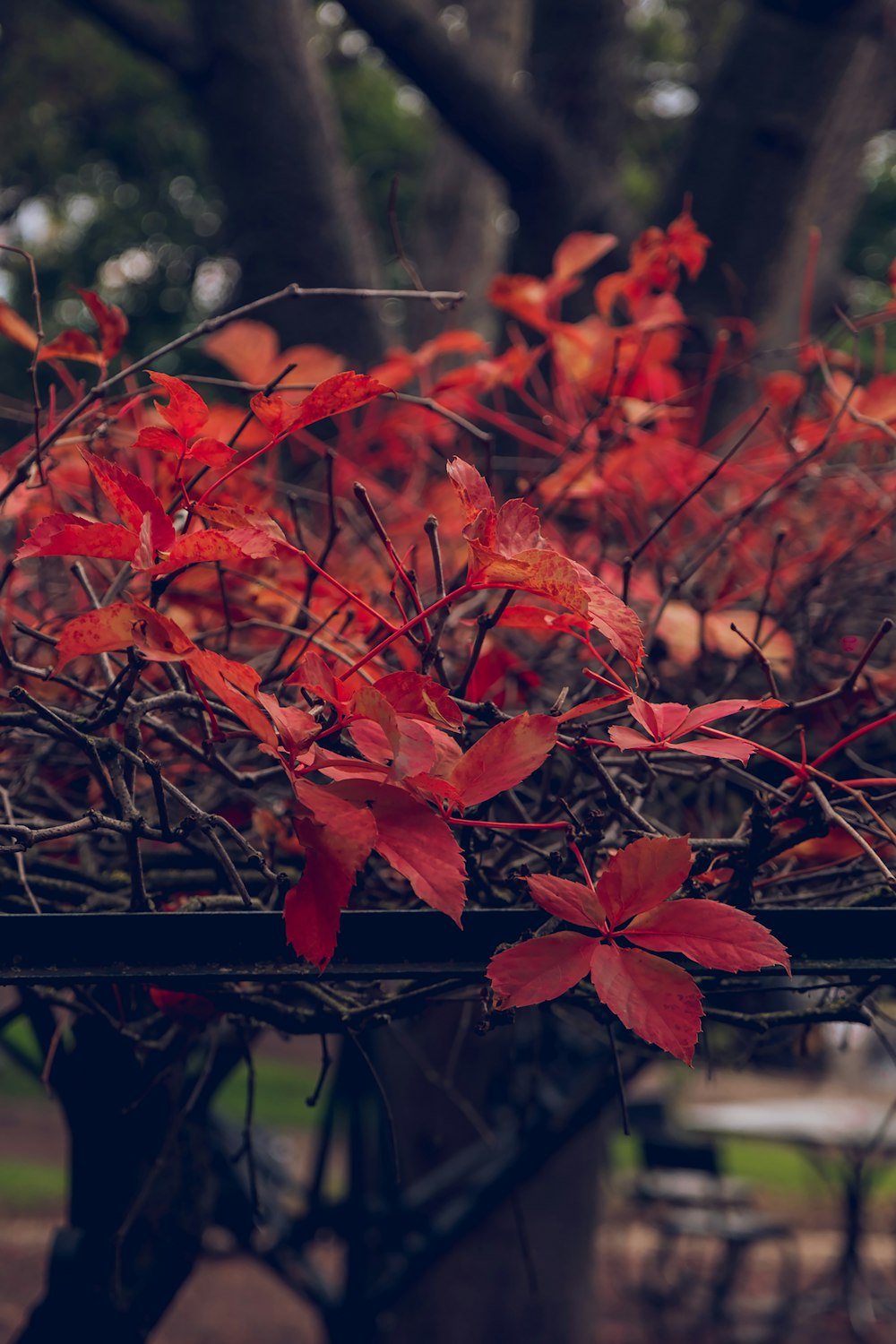 a bunch of red leaves that are on a table