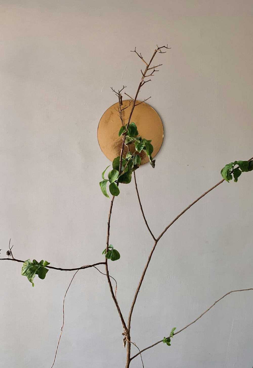 a tree branch with a clock on the wall behind it