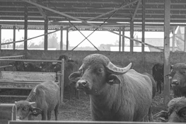 A group of farmers gathered around a buffalo, sharing knowledge and laughter.