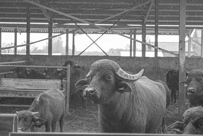 Visitors watching the traditional buffalo milking process under a rustic wooden shelter.
