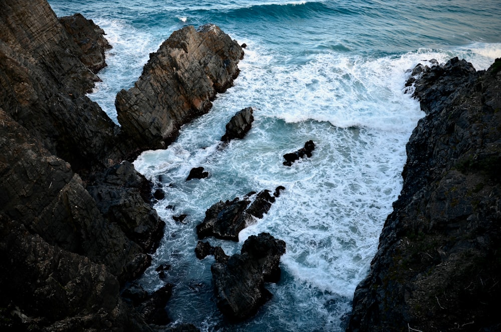 a group of sea lions swimming in the ocean