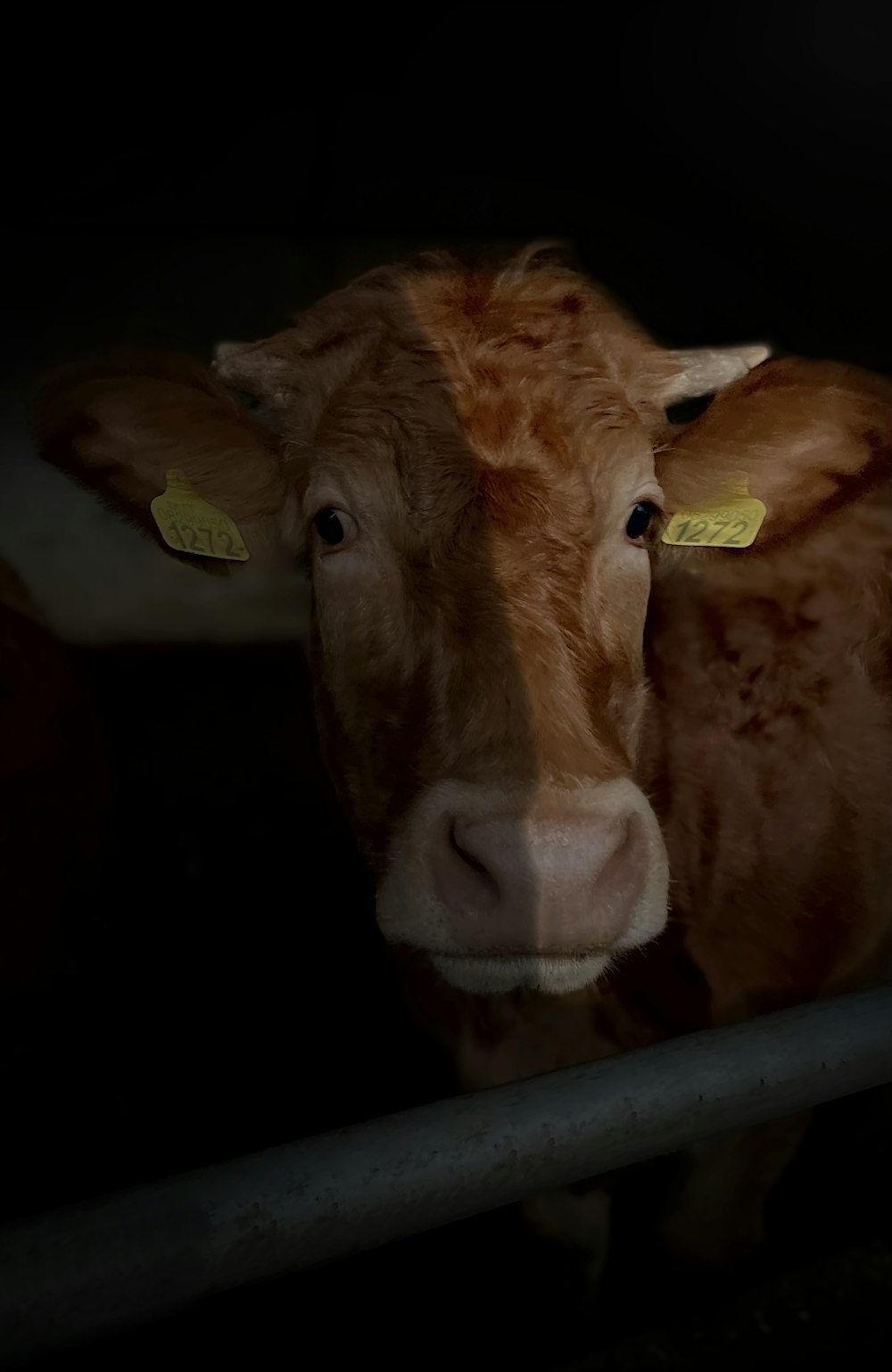 a brown cow with a yellow tag on its ear