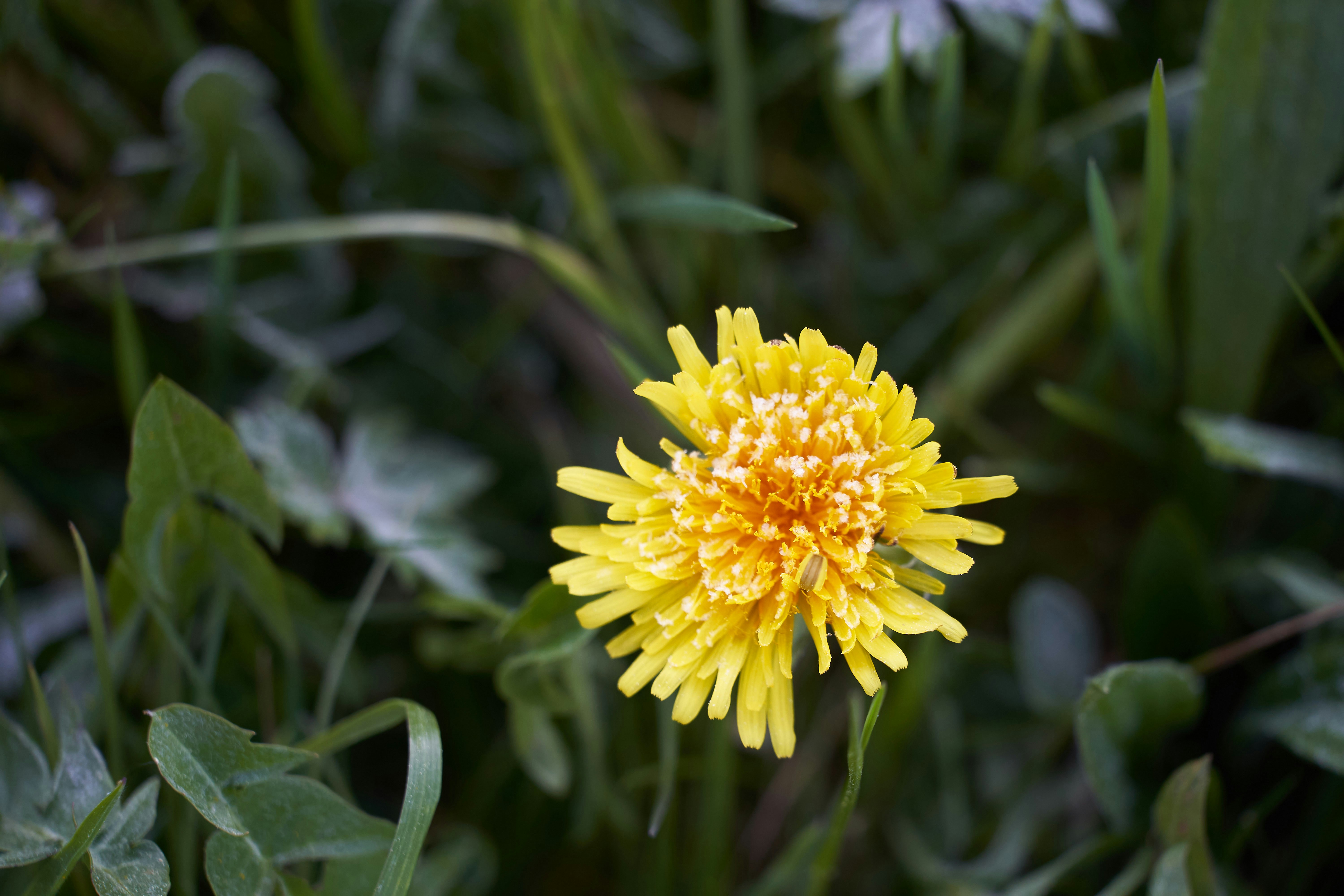 Photo by wolfgang_hasselmann