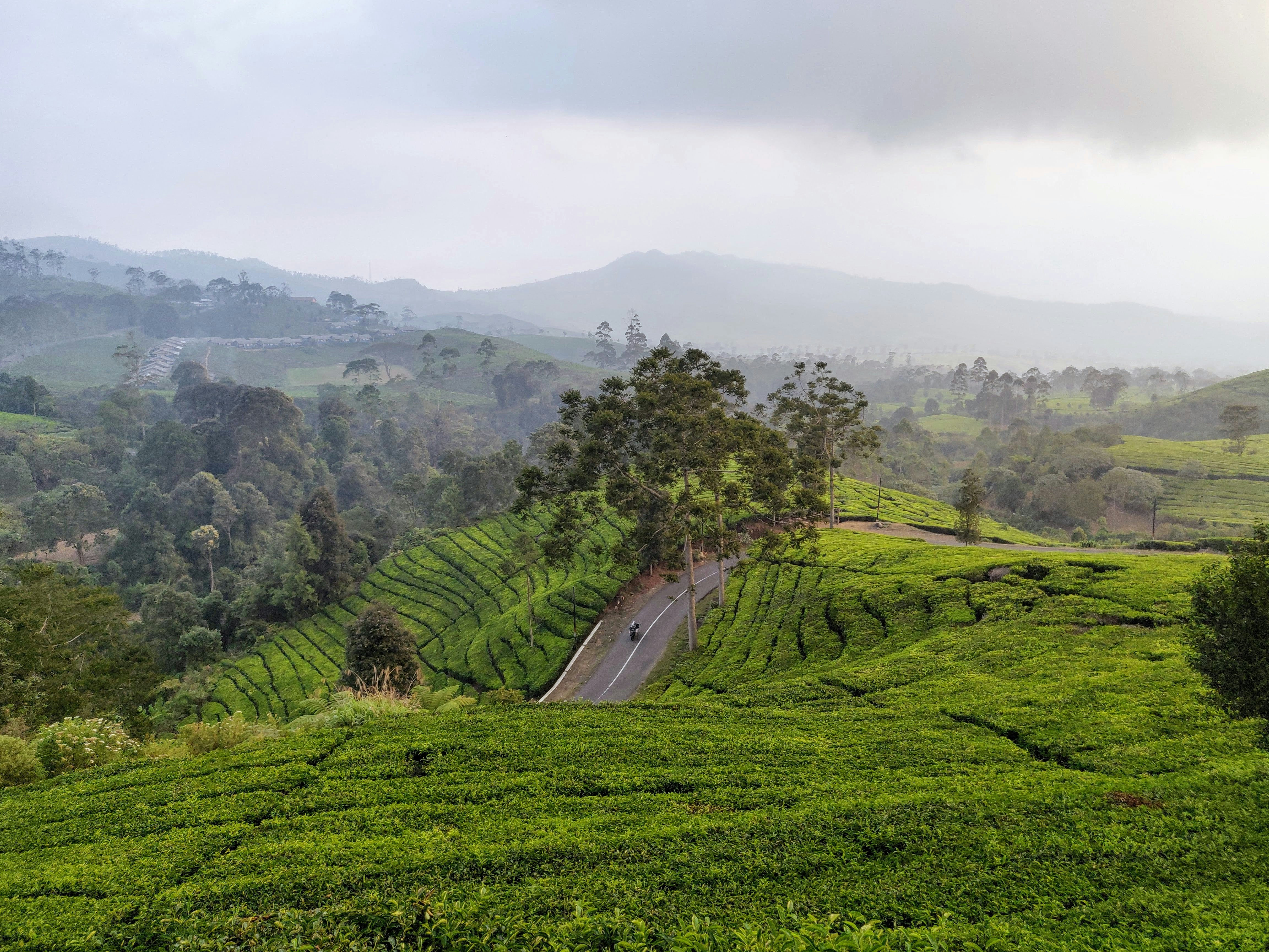 a lush green hillside covered in lots of trees