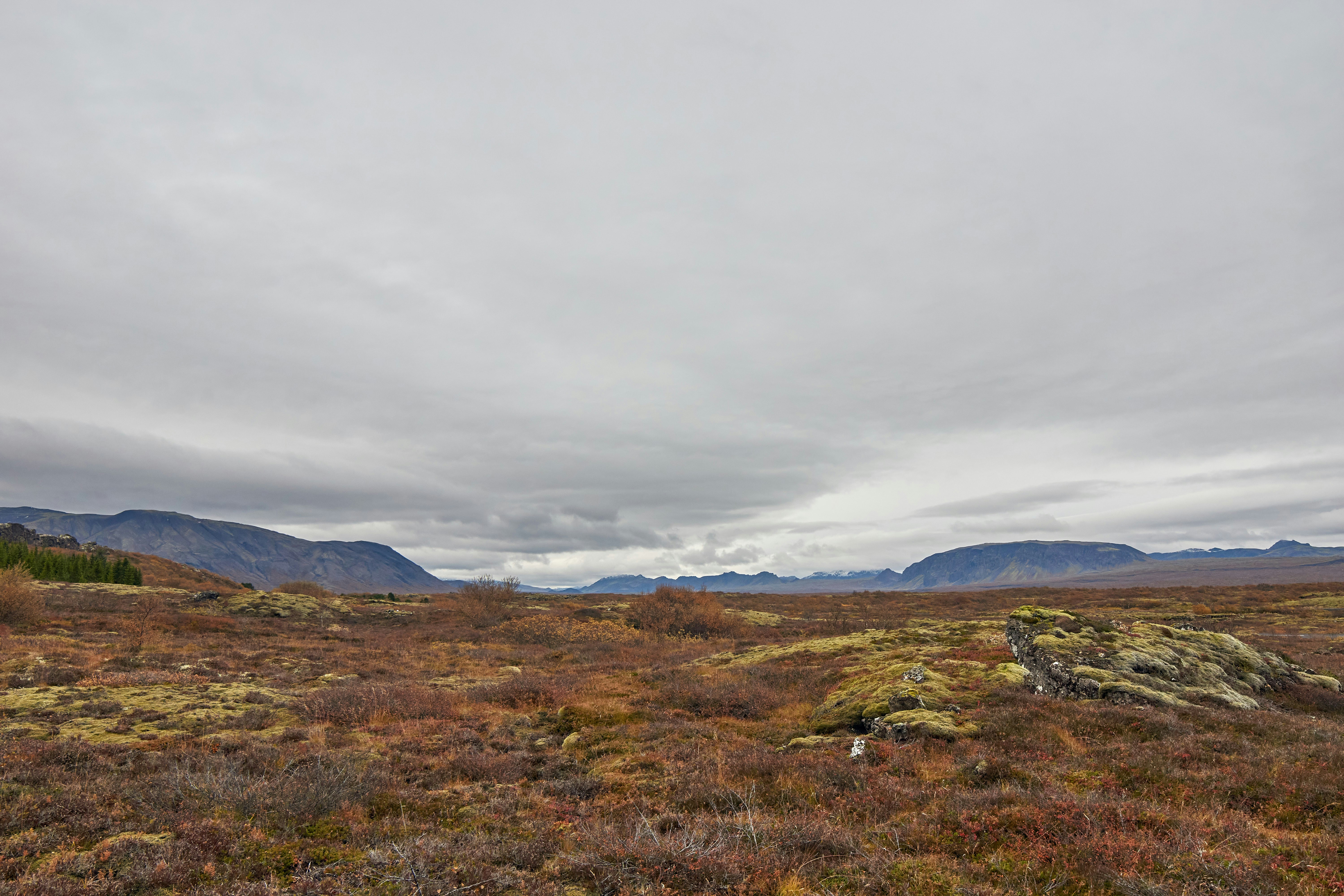 Photo by wolfgang_hasselmann