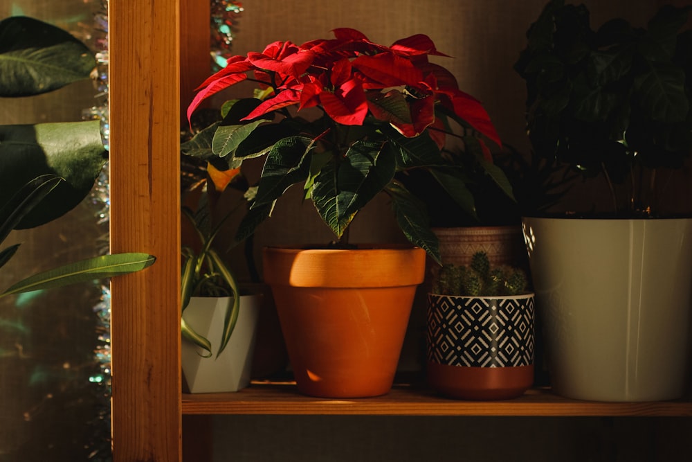 a shelf filled with lots of potted plants