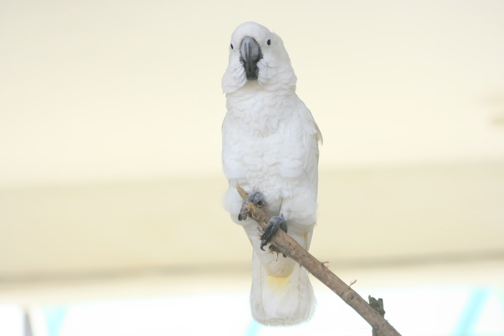 a white parrot perched on a branch of a tree