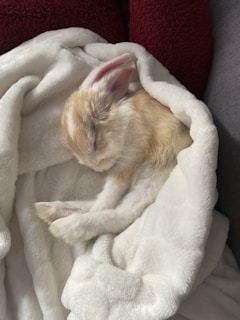 A small, light-colored rabbit is comfortably wrapped in a fluffy white blanket. The rabbit appears to be sleeping peacefully, with ears slightly folded back. The texture of the blanket is soft and cozy, adding to the serene atmosphere.
